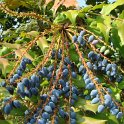 Mahonia x media 'Charity' fruit